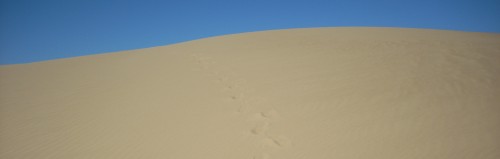 cropped-footprints4.jpg